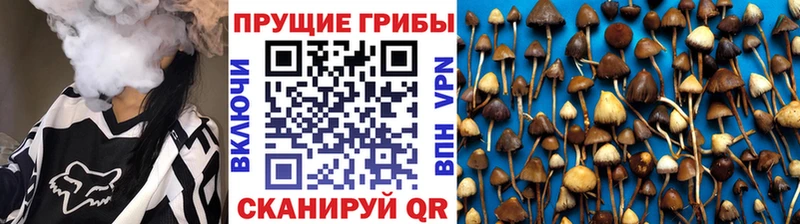 Купить закладки  Гремячинск  Псилоцибиновые грибы Cubensis 